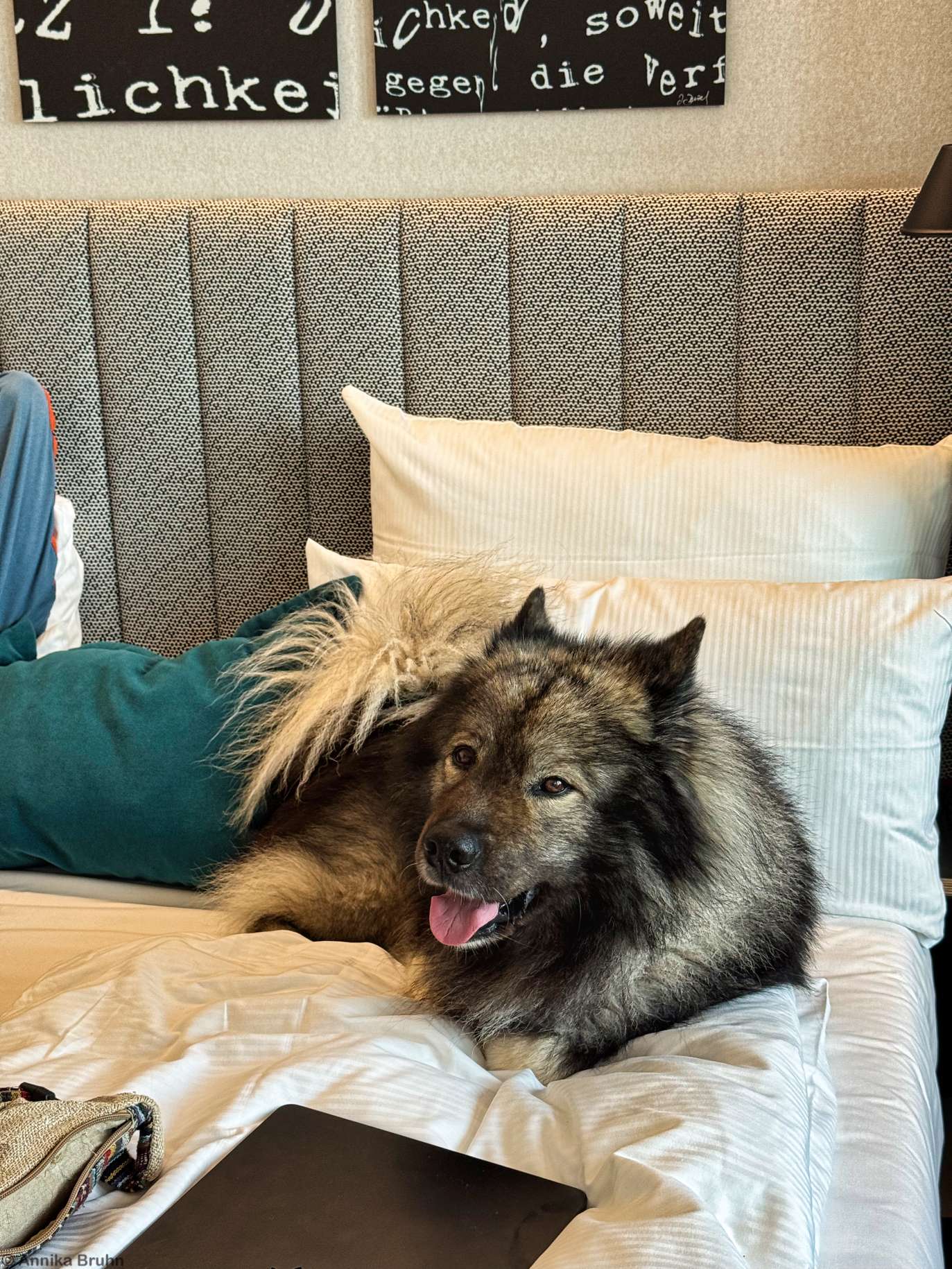 Q macht es sich gemütlich